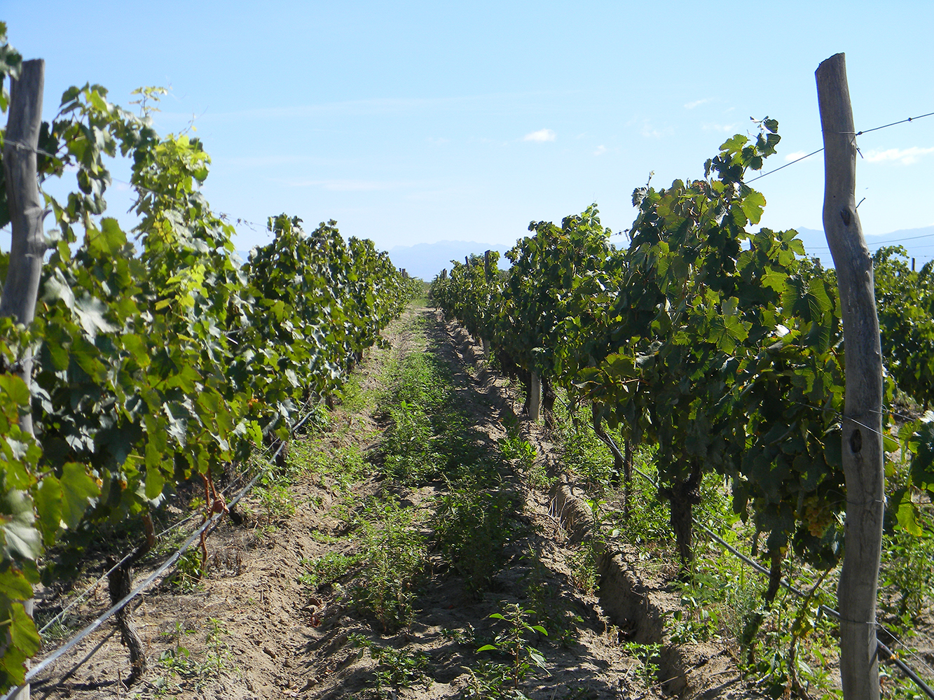 Vineyard in Cafayate