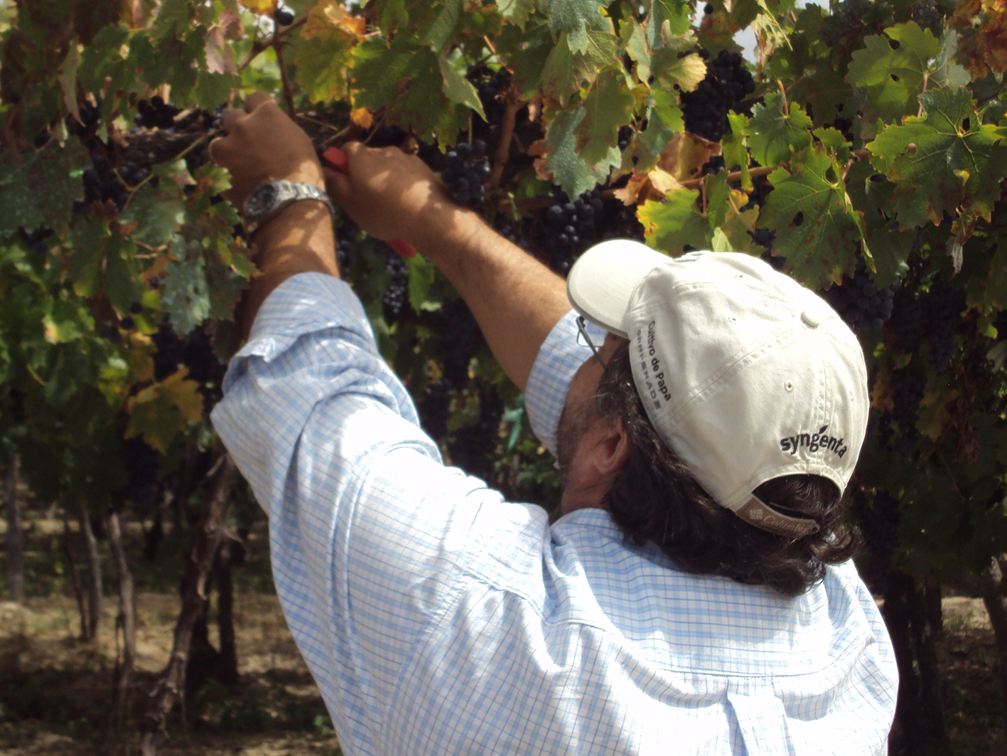 Harvesting in Cafayate2