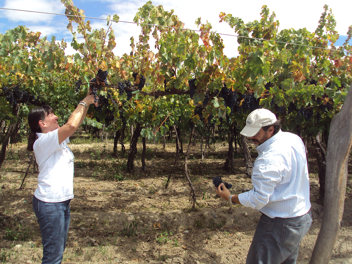 Harvesting in Cafayate