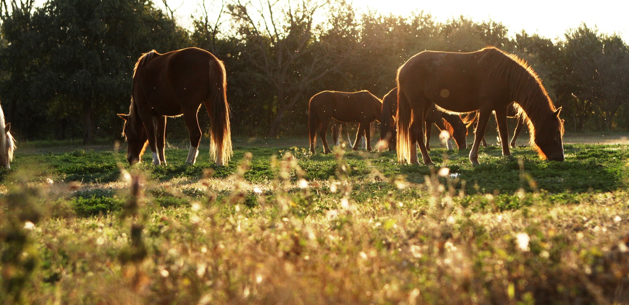 horses-at-el-bordo-de-las-lanzas