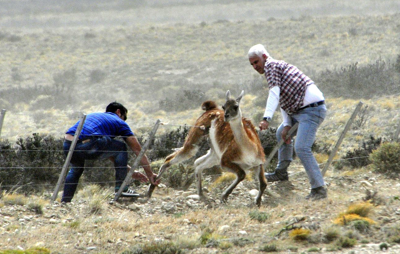 Sergio and Claudio helping the guanaco