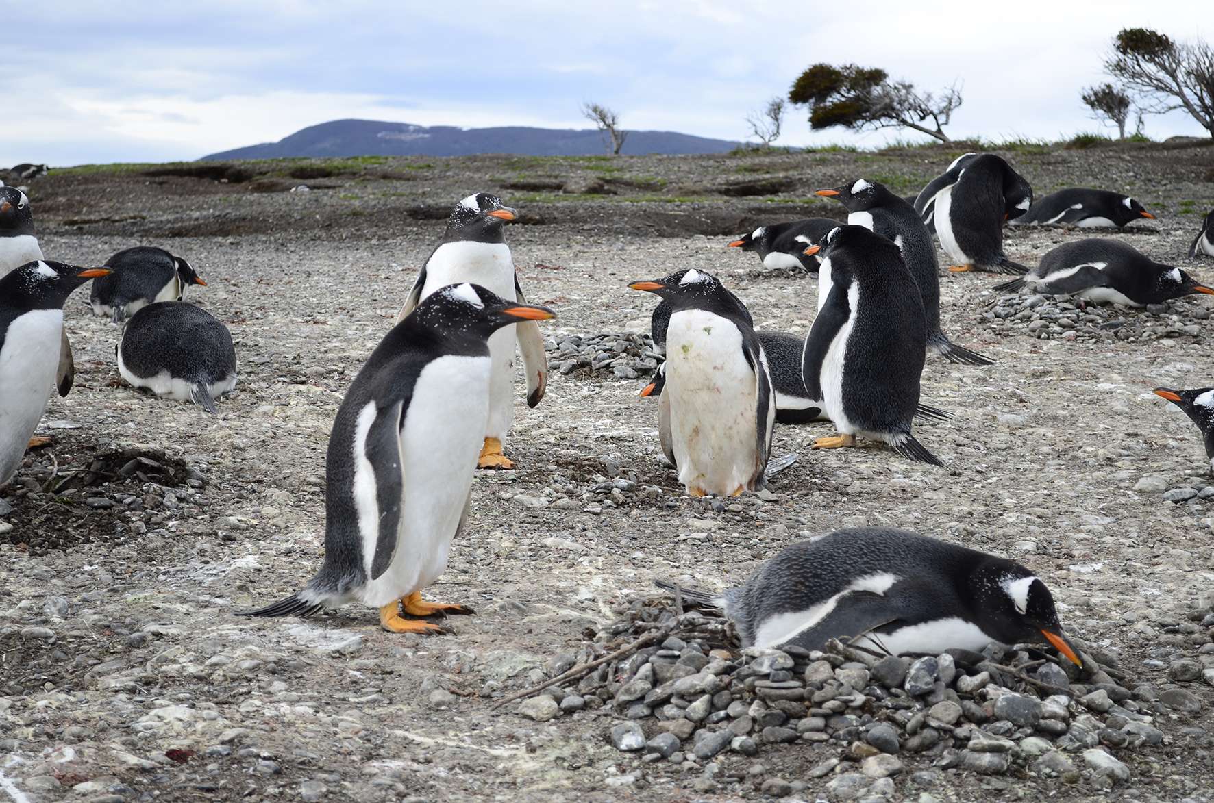penguins-at-martillo-island