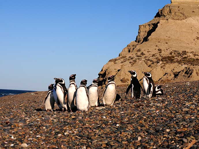 countryside-penguins-perfect-mix-4