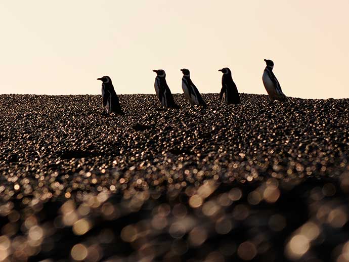 countryside-penguins-perfect-mix-3