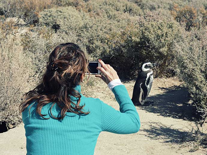 countryside-penguins-perfect-mix