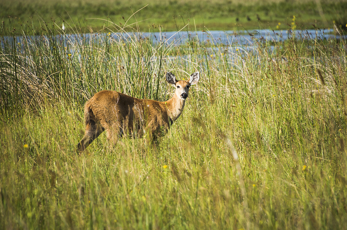 Marsh Deer (Blastocerus Dichotomus), Ibera Wetlands (aka Ibera Marshes), a marshland area in Corrientes Province, Argentina