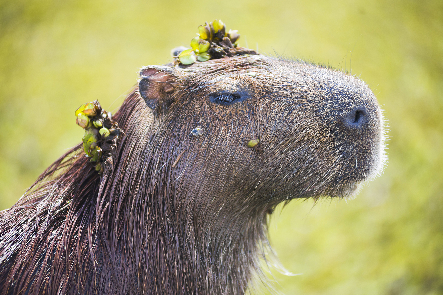 Capybara (Hydrochoerus hydrochaeris), Ibera Wetlands (aka Ibera Marshes), a marshland area in Corrientes Province, Argentina