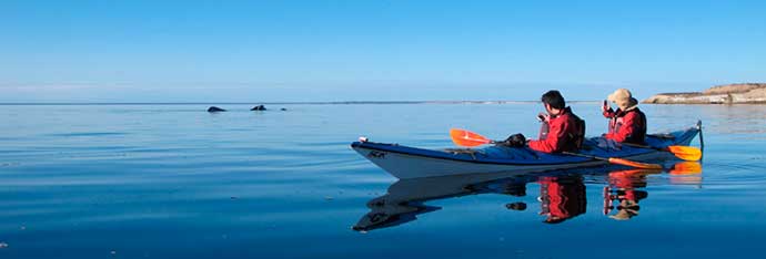 whale-watching-on-sea-kayak-4