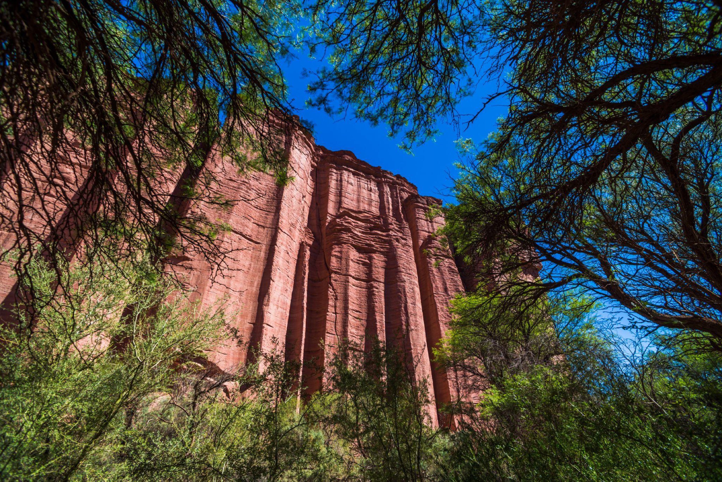 Red sandstone walls of the Talampaya canyon seen through the branches of desert trees