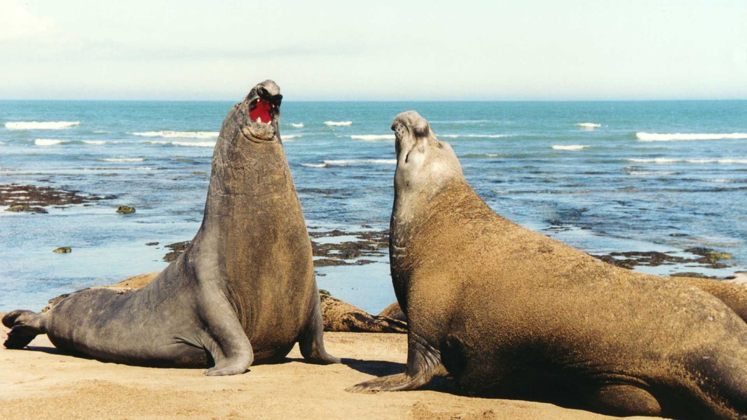 Two male elephant seals rearing up face to face on a sandy beach by the sea