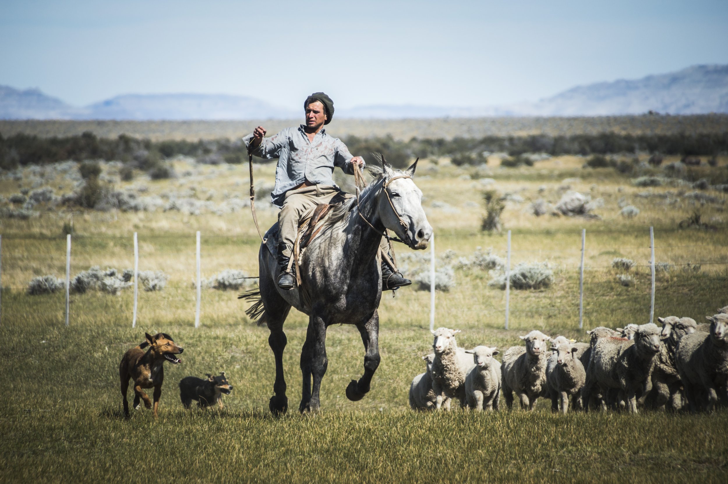 Un gaucho a caballo arreando ovejas junto a sus perros en el campo patagónico.