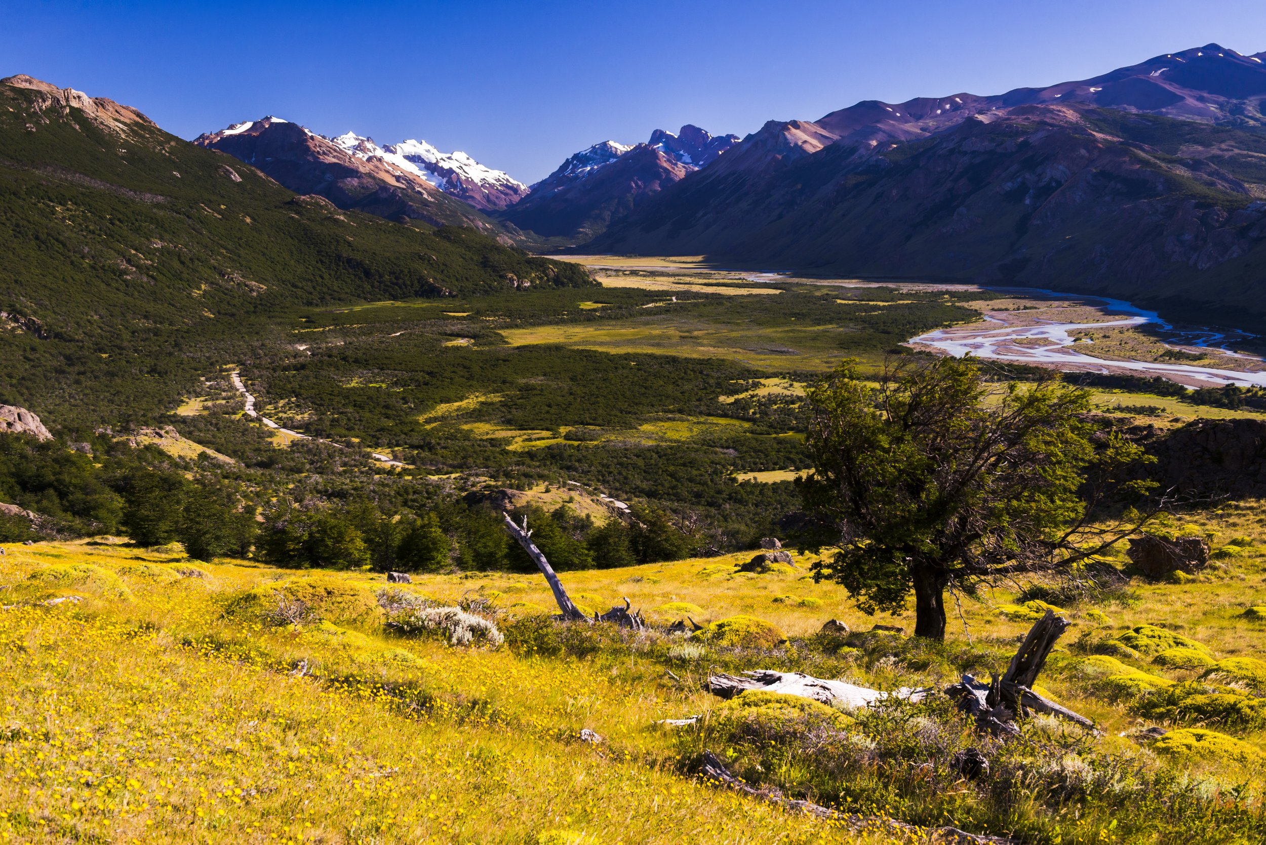 Valle cordillerano con vegetación amarilla en primer plano y montañas con cumbres nevadas al fondo.