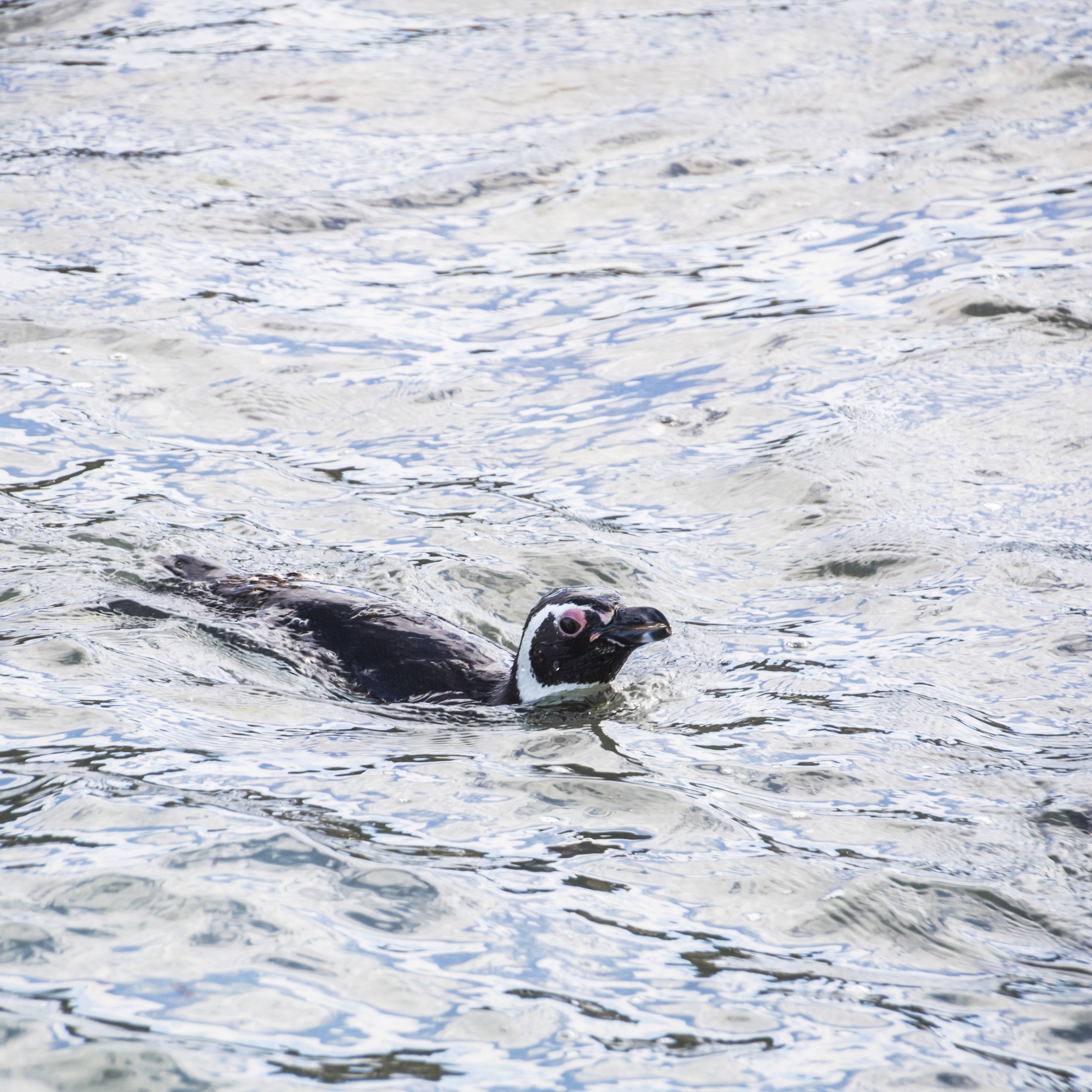 Un pingüino de Magallanes nadando en el agua con la cabeza en la superficie.