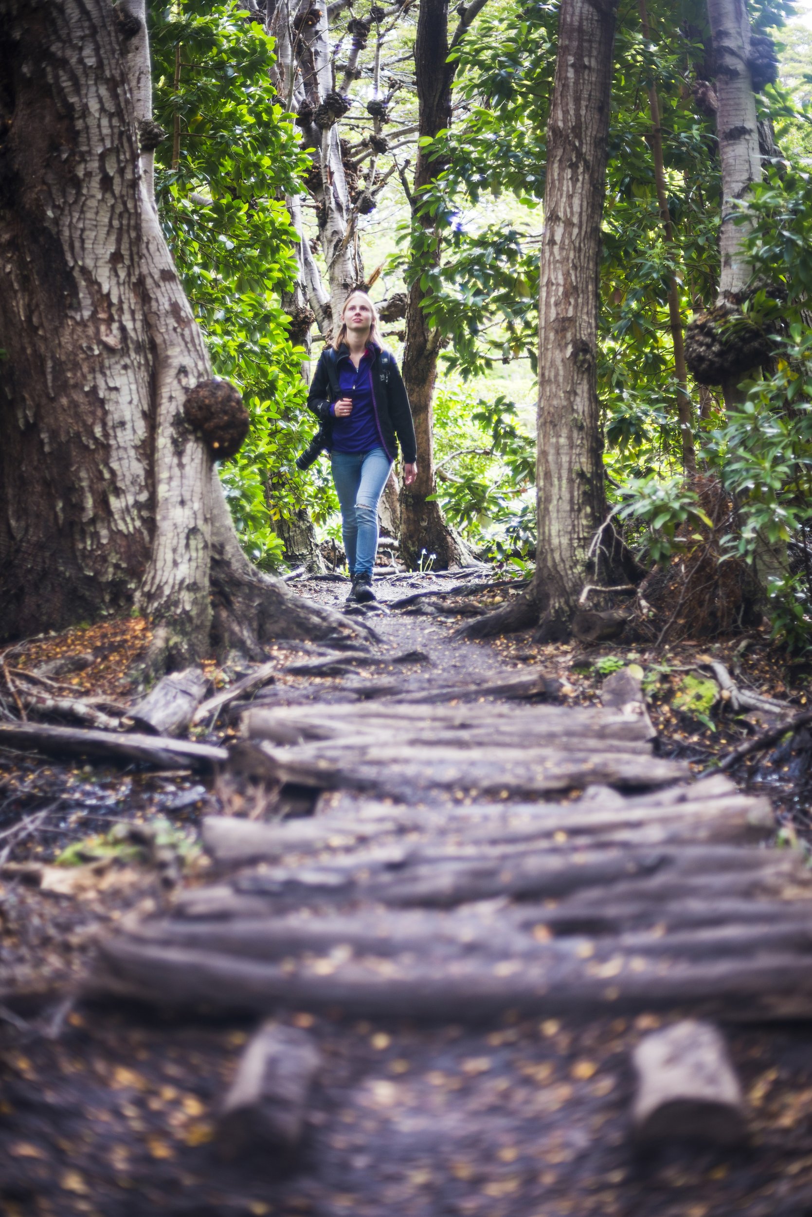 Una mujer camina por una pasarela de madera en un sendero boscoso del Parque Nacional Tierra del Fuego.