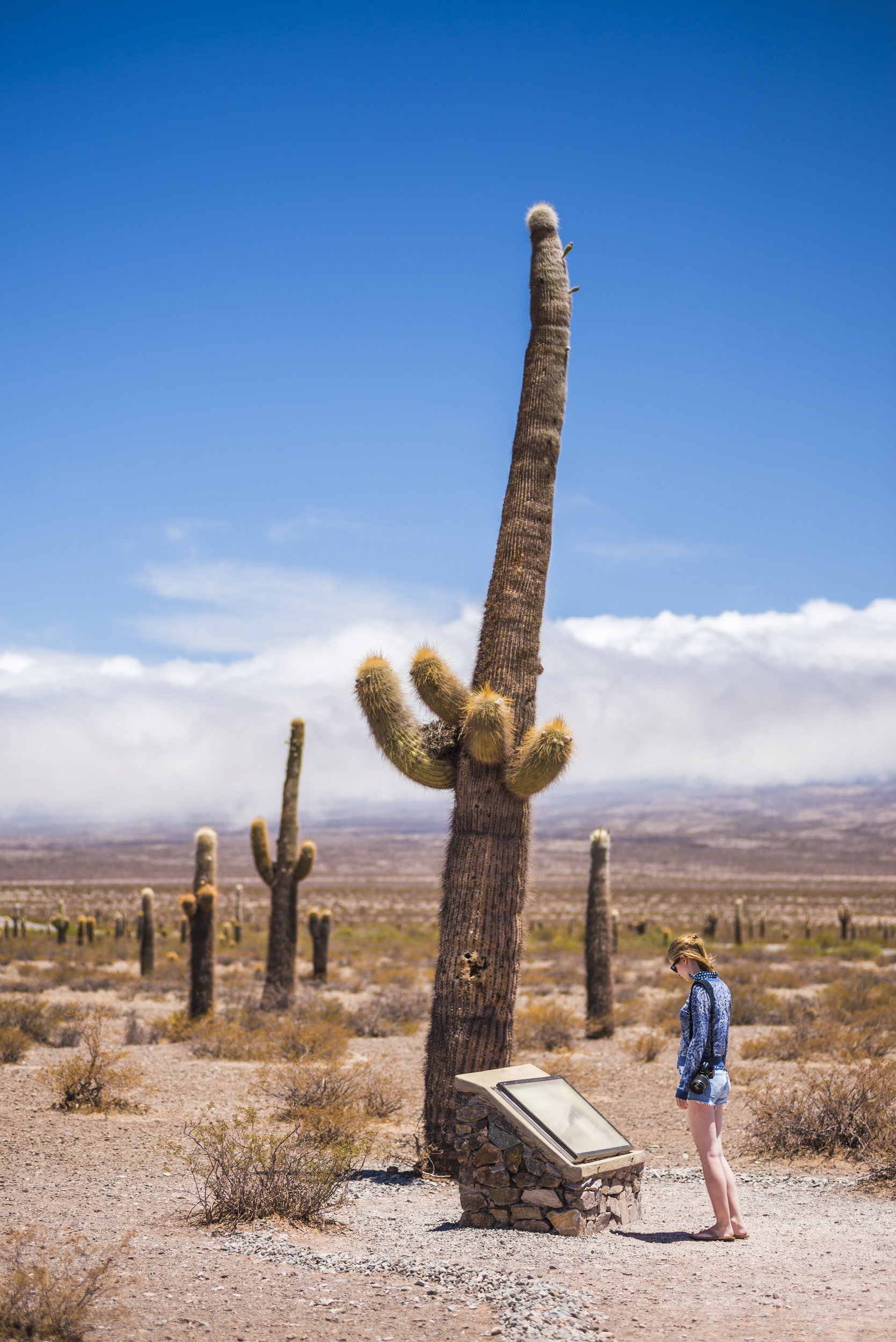 Turista junto a un gran cardón y un panel informativo en el Parque Nacional Los Cardones.