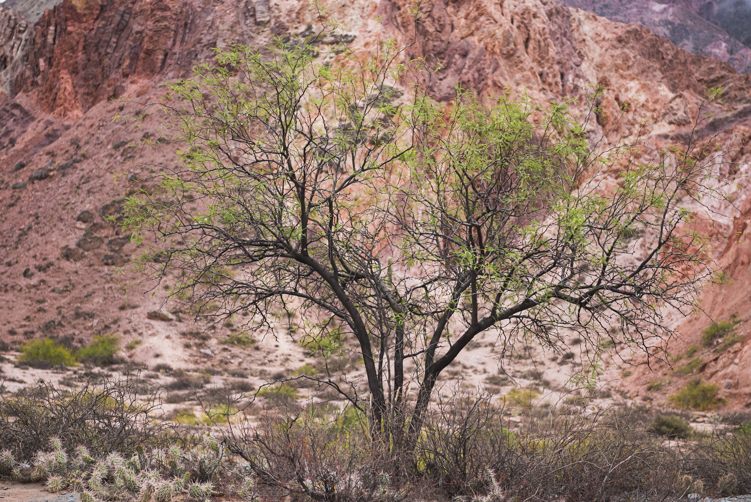 Árbol silvestre y vegetación árida frente a laderas montañosas de tonos rojizos en el norte argentino.