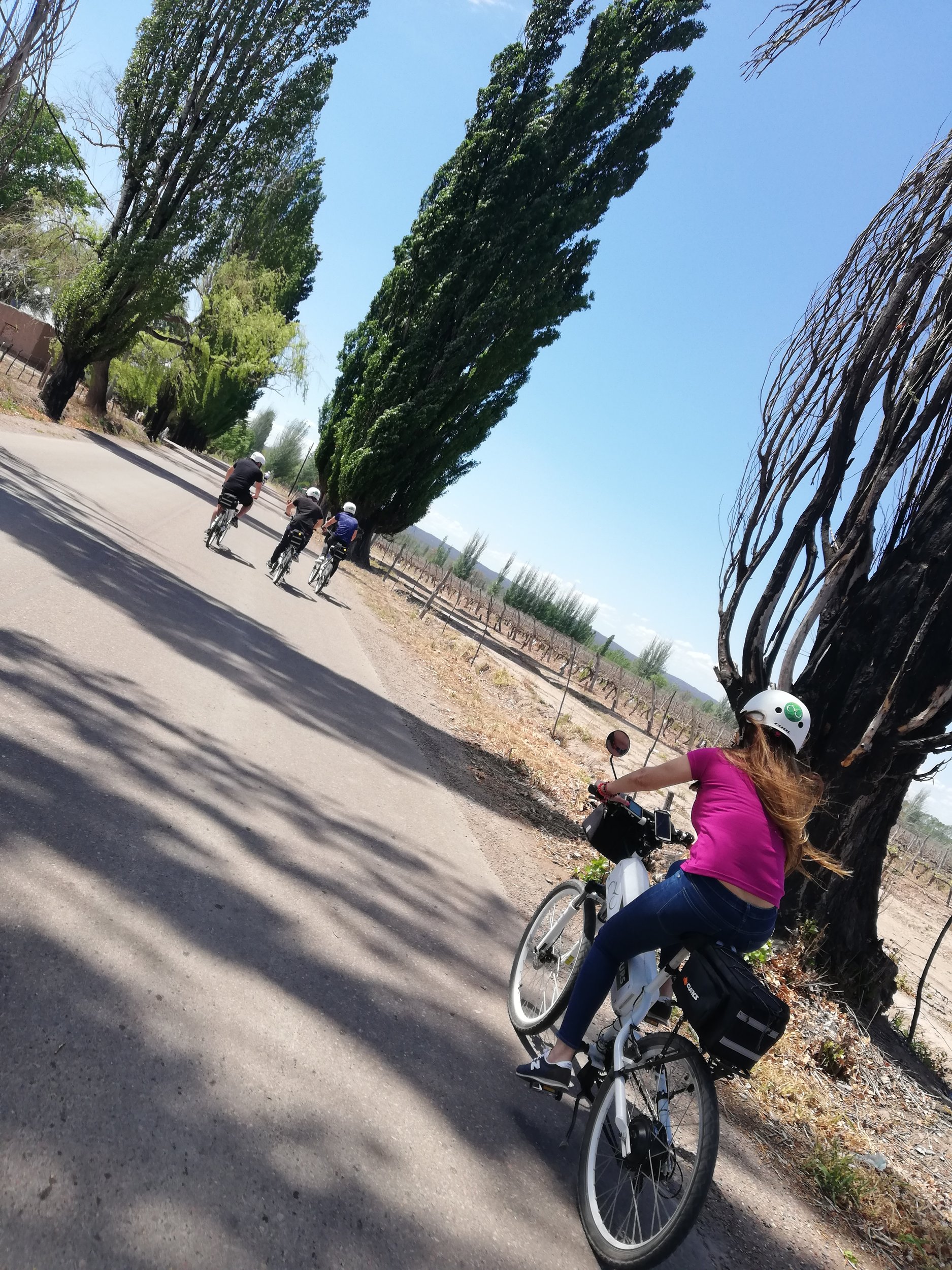 Personas andando en bicicleta por un camino rural rodeado de álamos y viñedos en un día soleado.