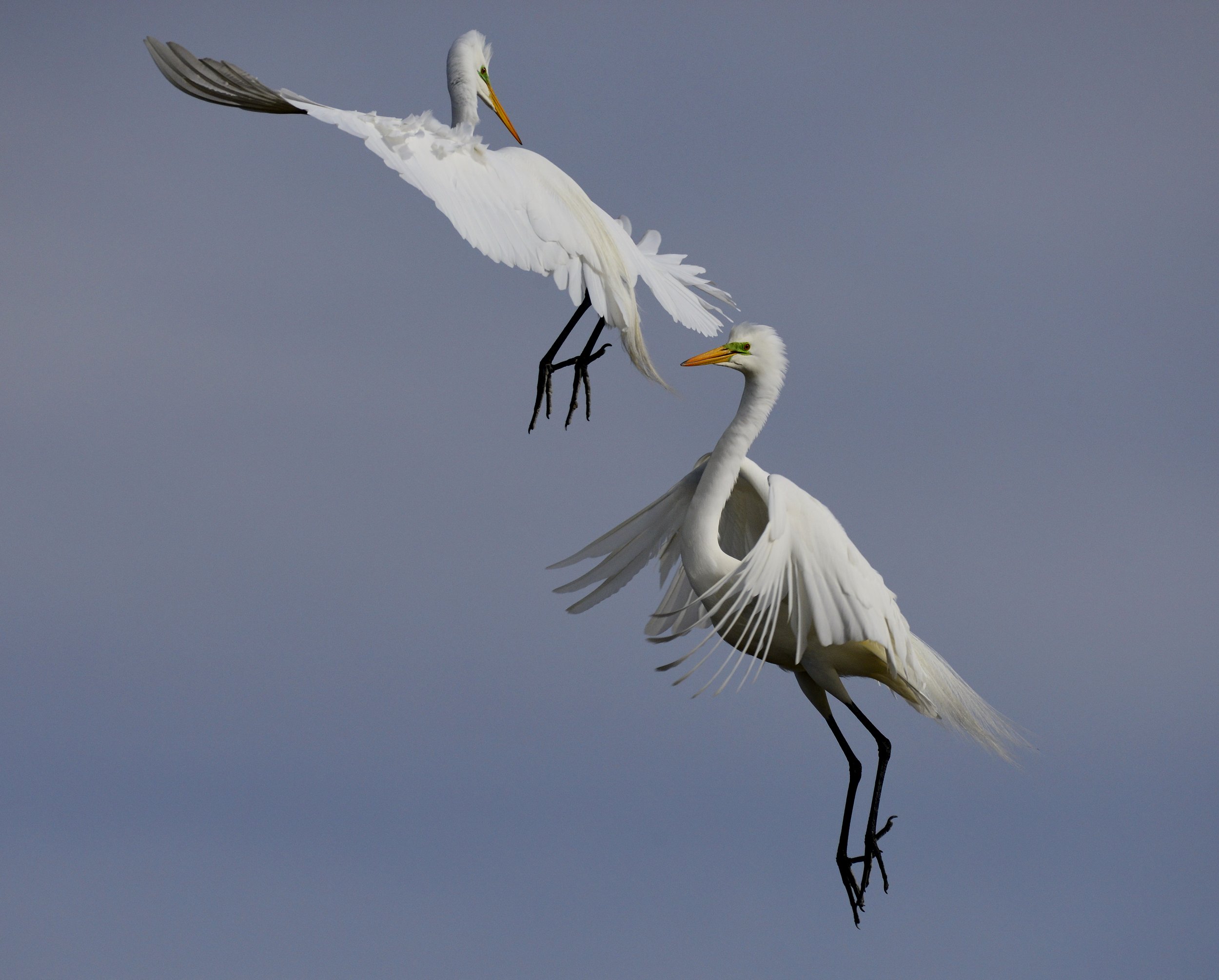 Dos garzas blancas en vuelo interactuando en el aire contra un fondo de cielo despejado.