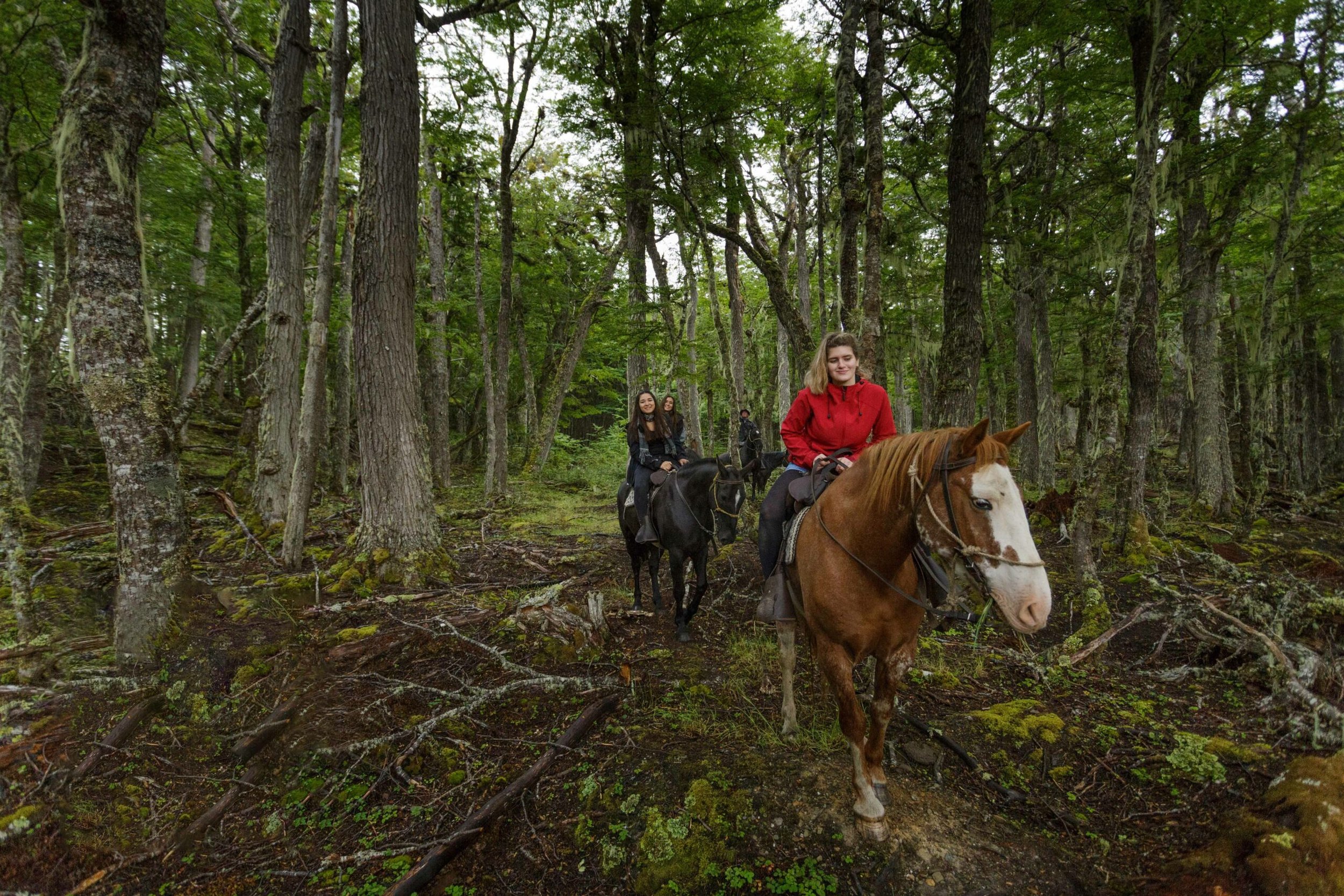 Personas realizando una cabalgata guiada entre los árboles de un denso bosque fueguino.