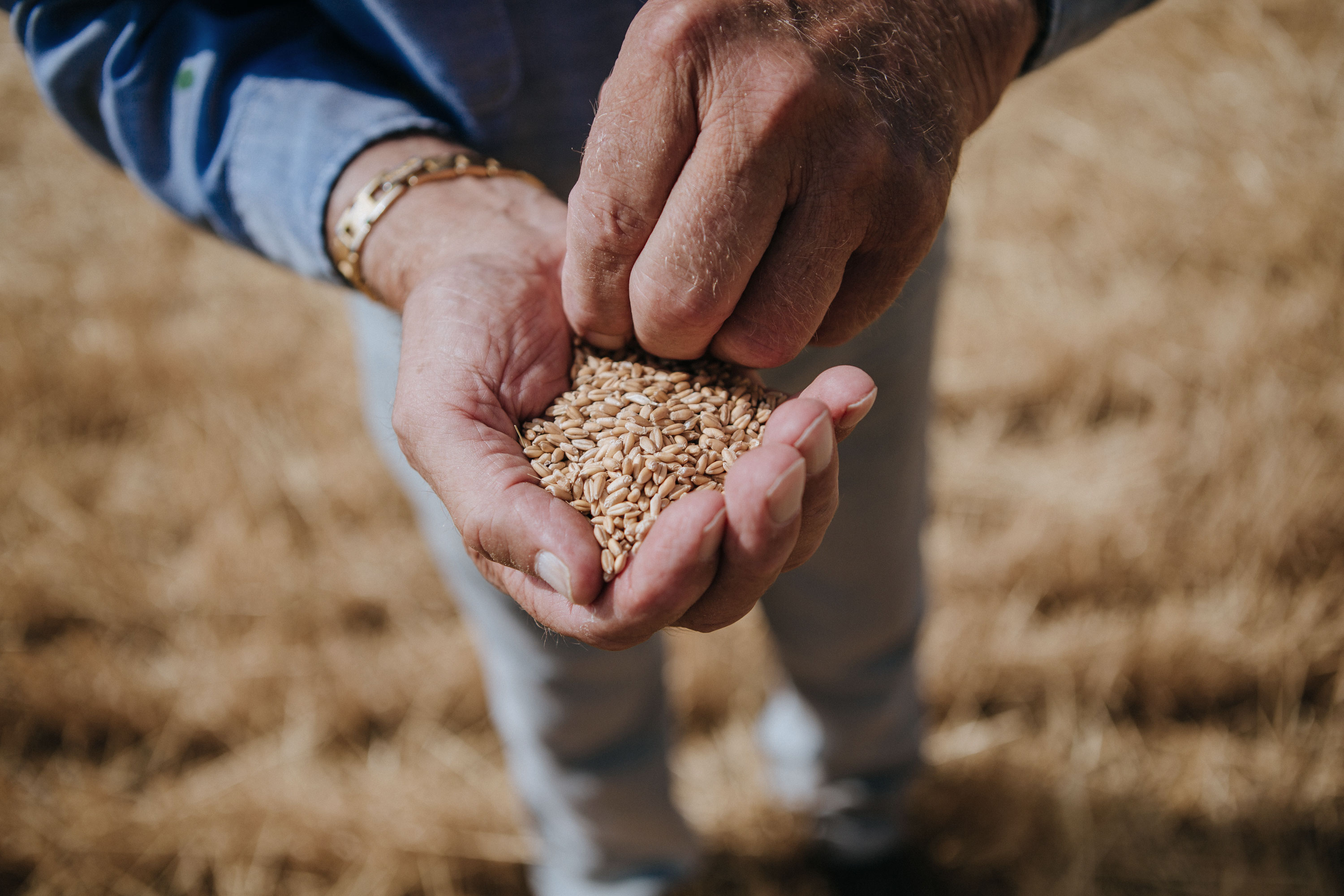 Close-up of hands holding a handful of wheat grains outdoors, with the background blurred to show a field.