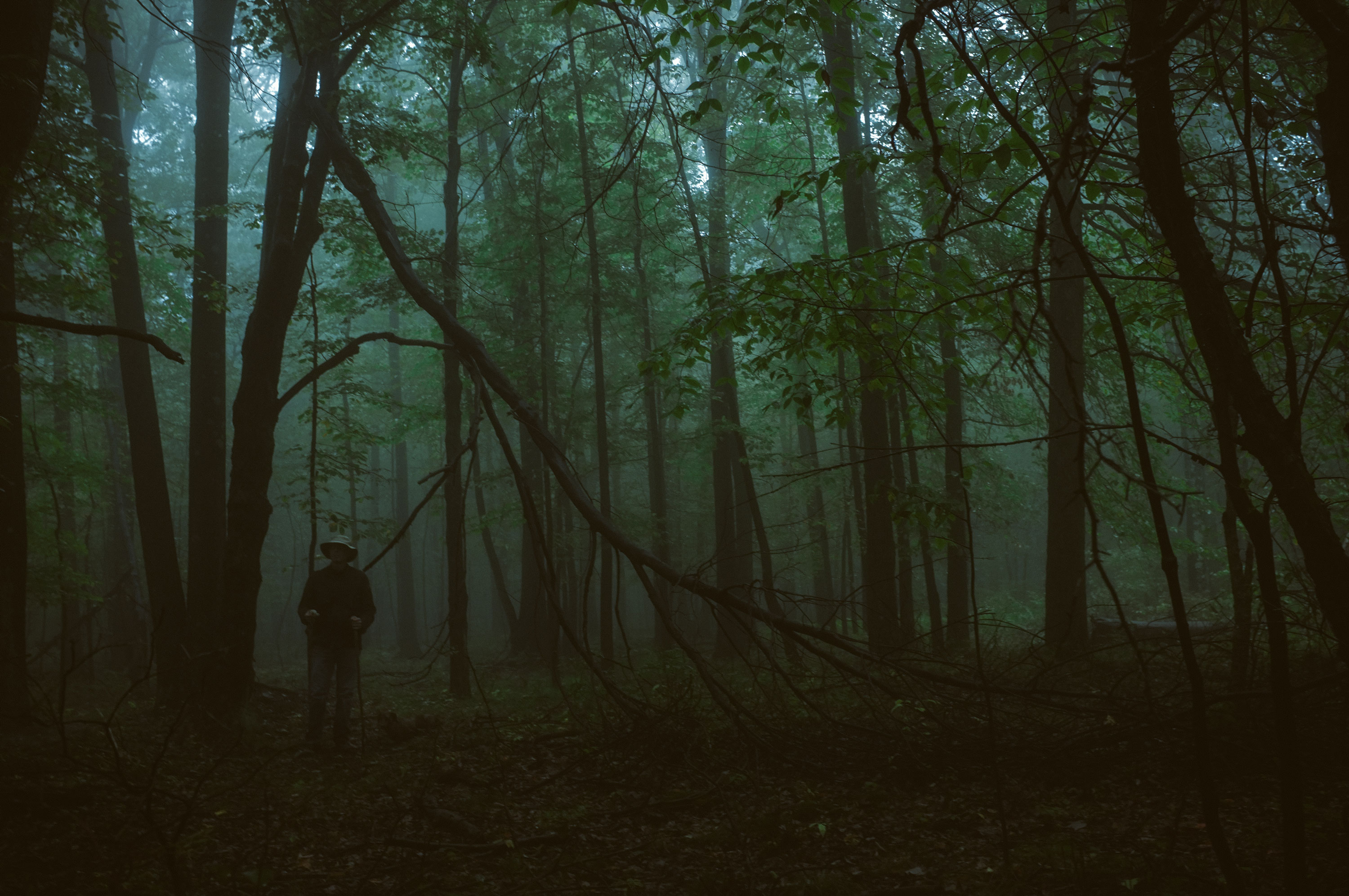 A person wearing a hat and dark clothing stands with walking sticks in a dense, foggy forest filled with tall trees and fallen branches.