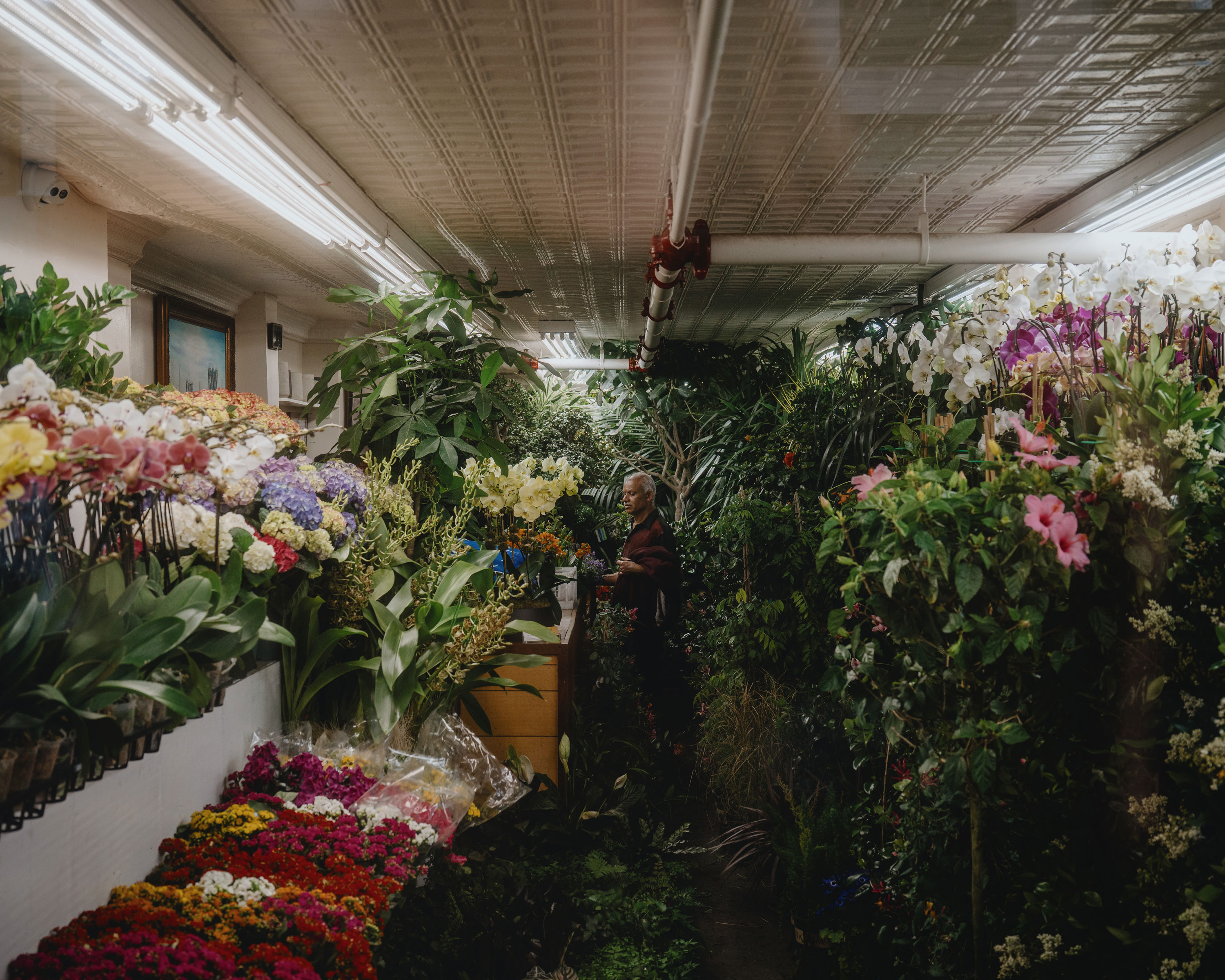 Inside a flower shop densely packed with a variety of colorful flowers and green plants on both sides of a narrow aisle, an older man stands near a counter in the center, surrounded by orchids, hydrangeas, and other blooms under fluorescent ceiling lights.