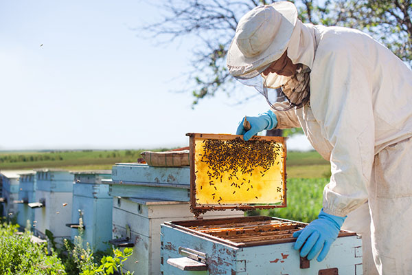 Beekeeper in protective suit lifting a honeycomb frame covered in bees from a hive