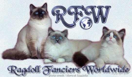 Ragdoll kittens rfa