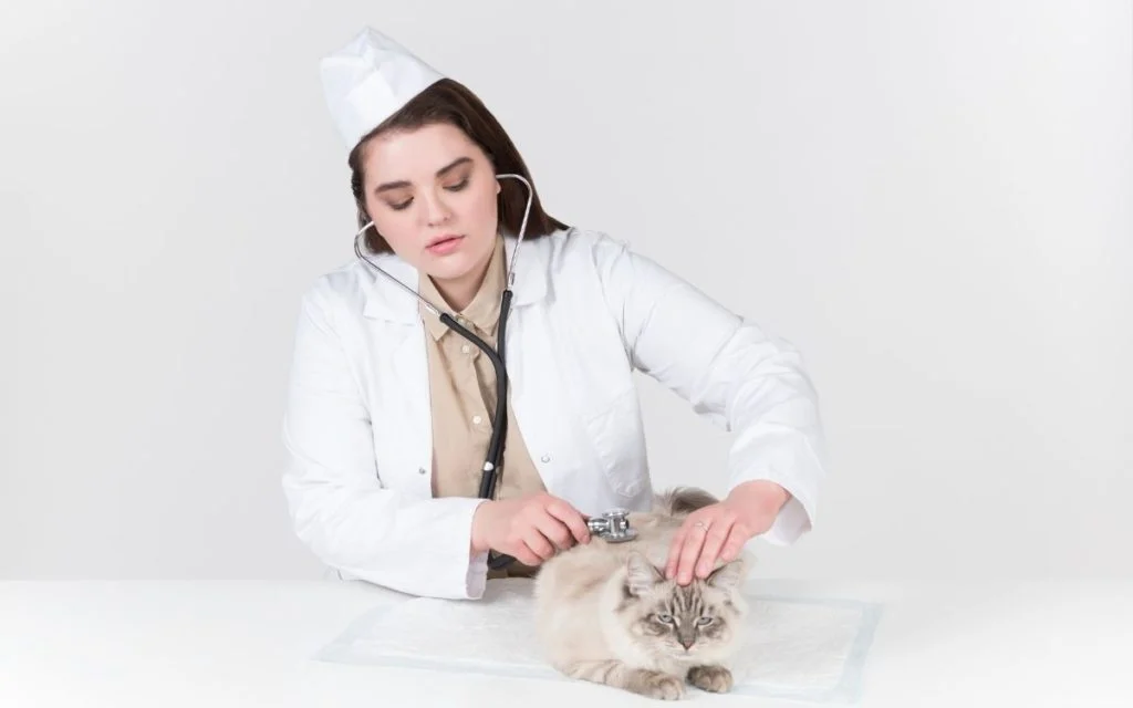 Ragdoll cat price