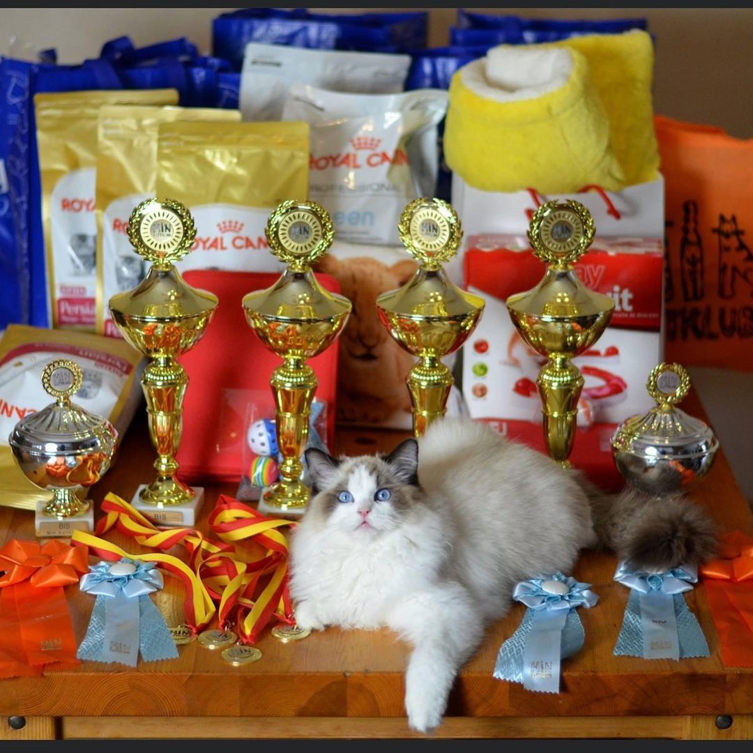 Ragdoll kittens breeder