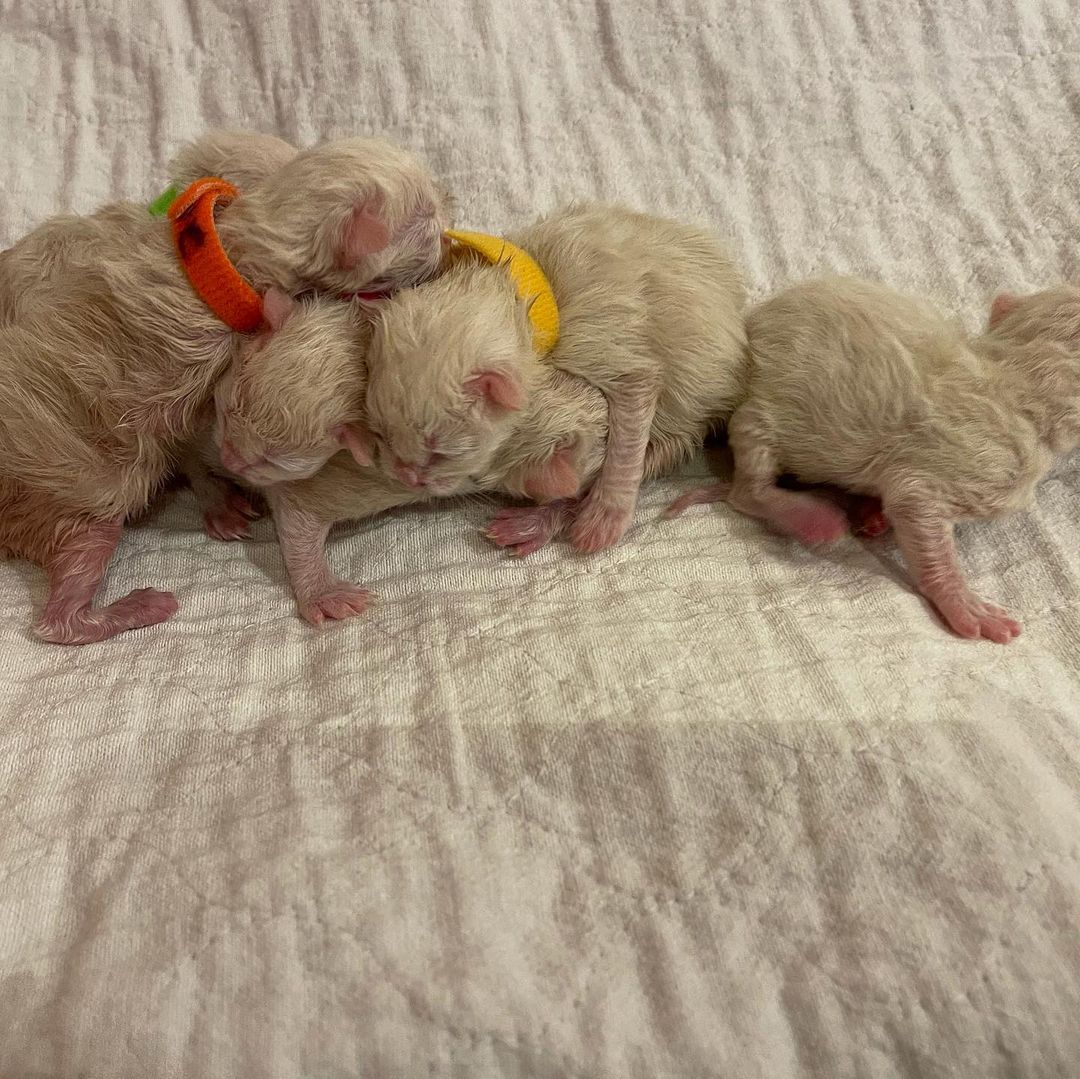 Ragdoll kittens