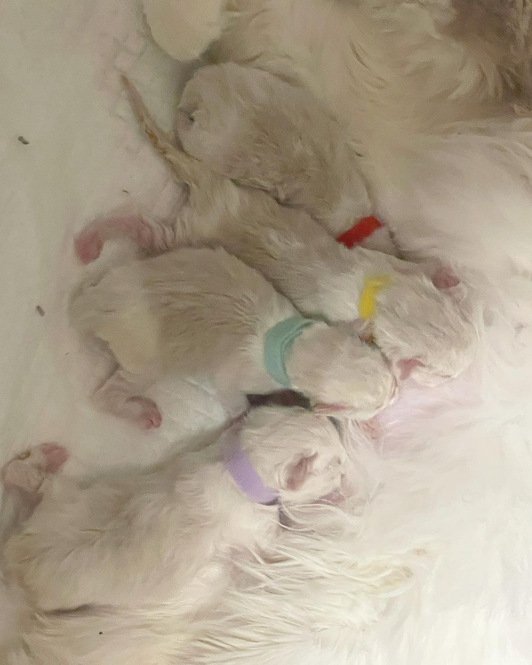 Ragdoll kittens