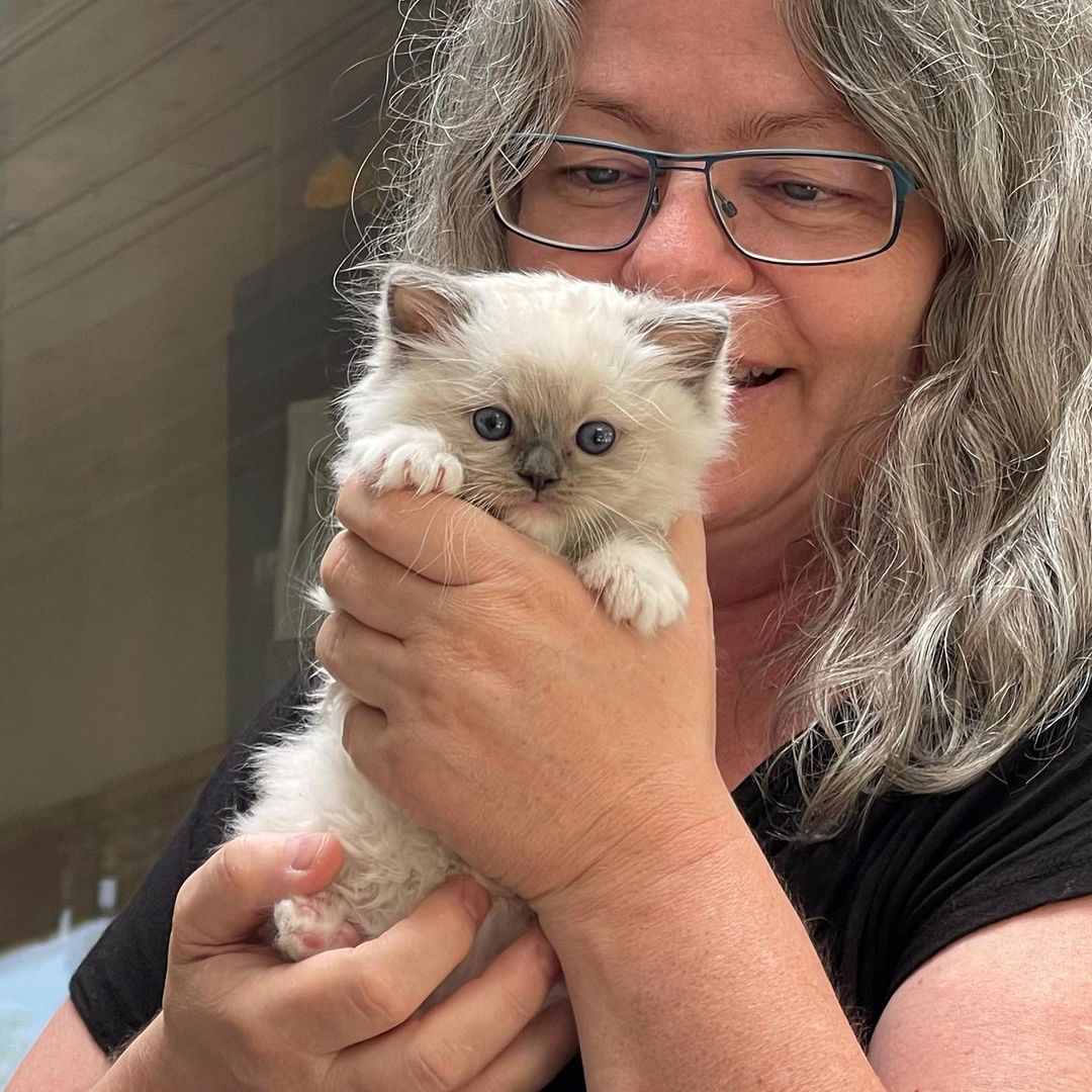 Ragdoll cats near me