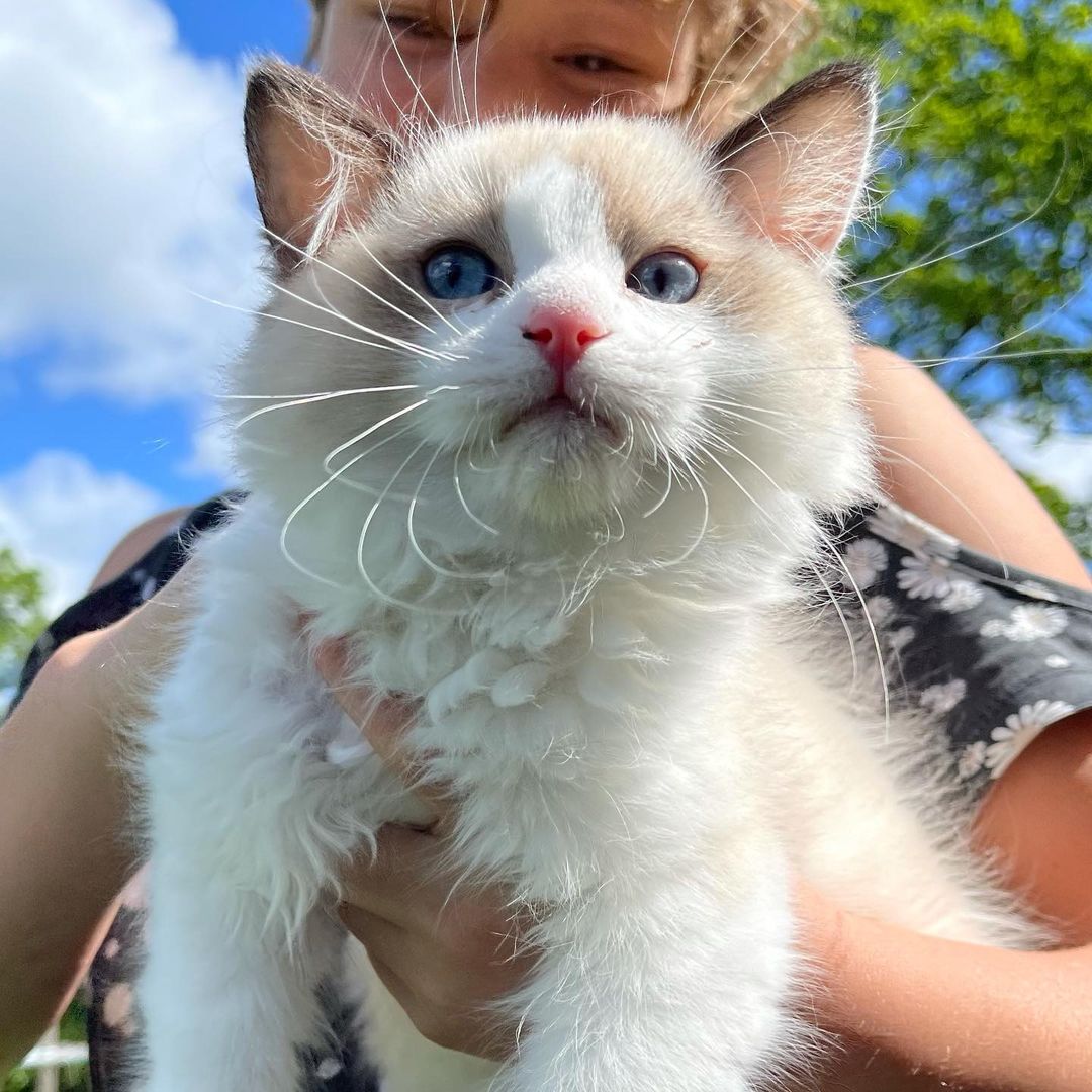 Ragdoll cats near me