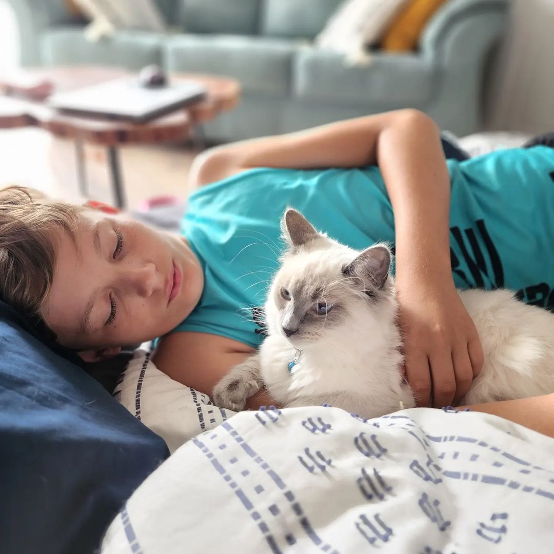 Ragdoll cats near me