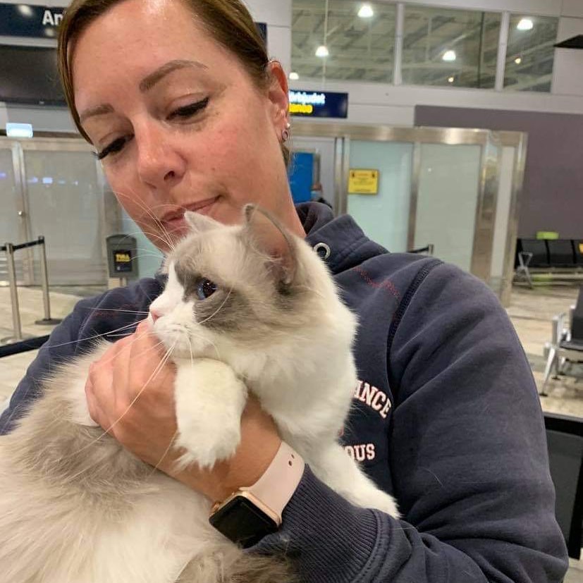 Ragdoll cats near me