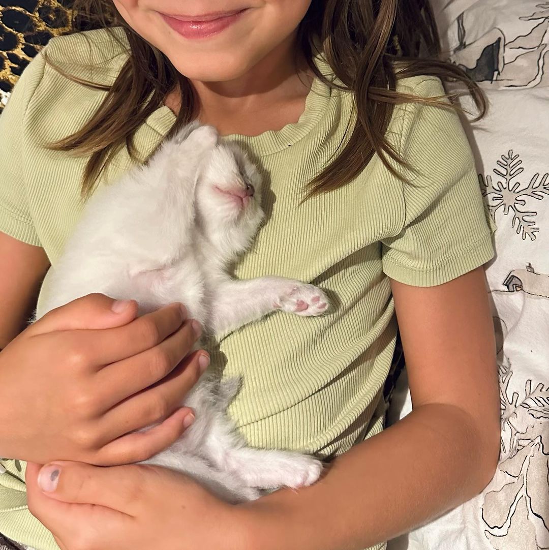 Ragdoll cats near me