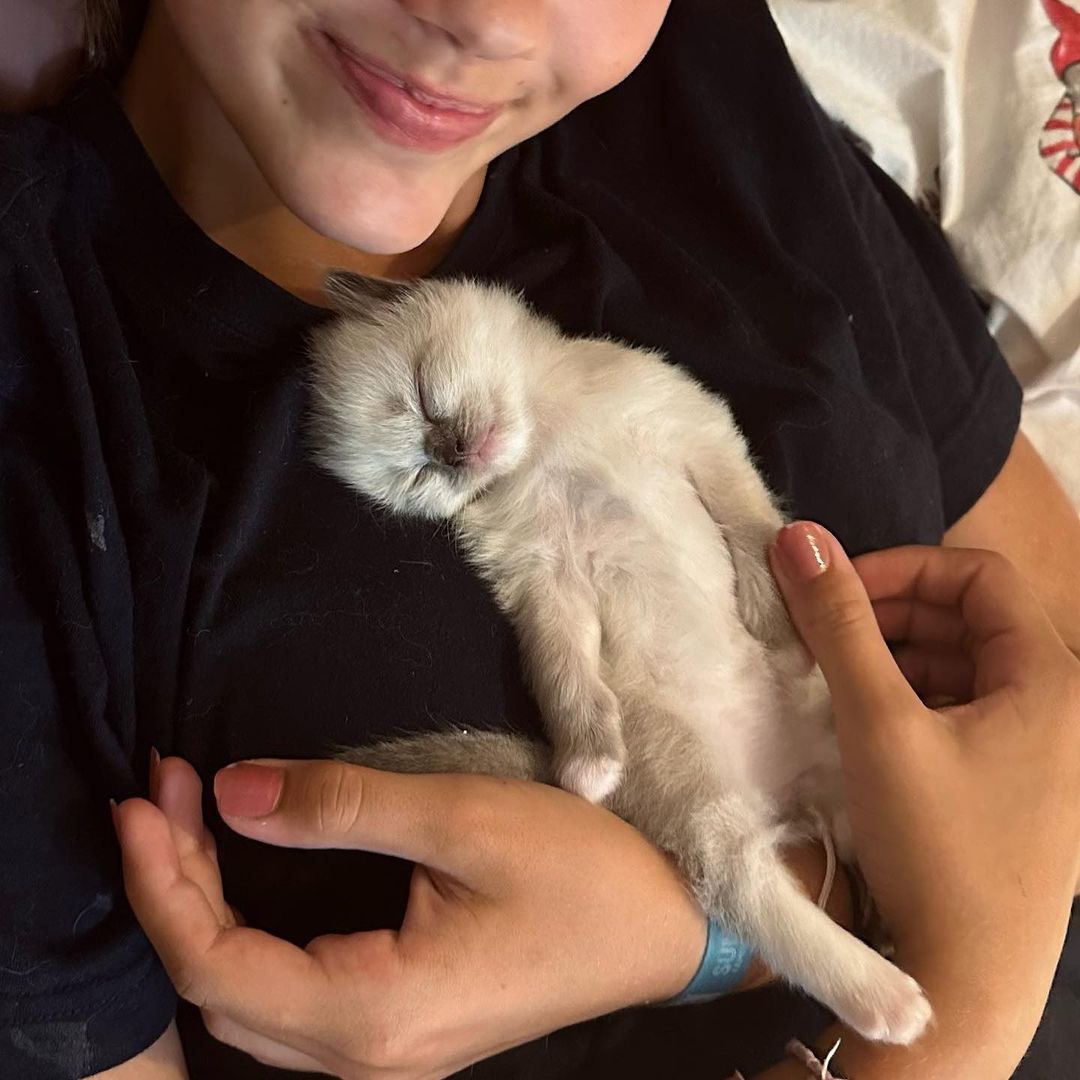 Ragdoll cats near me
