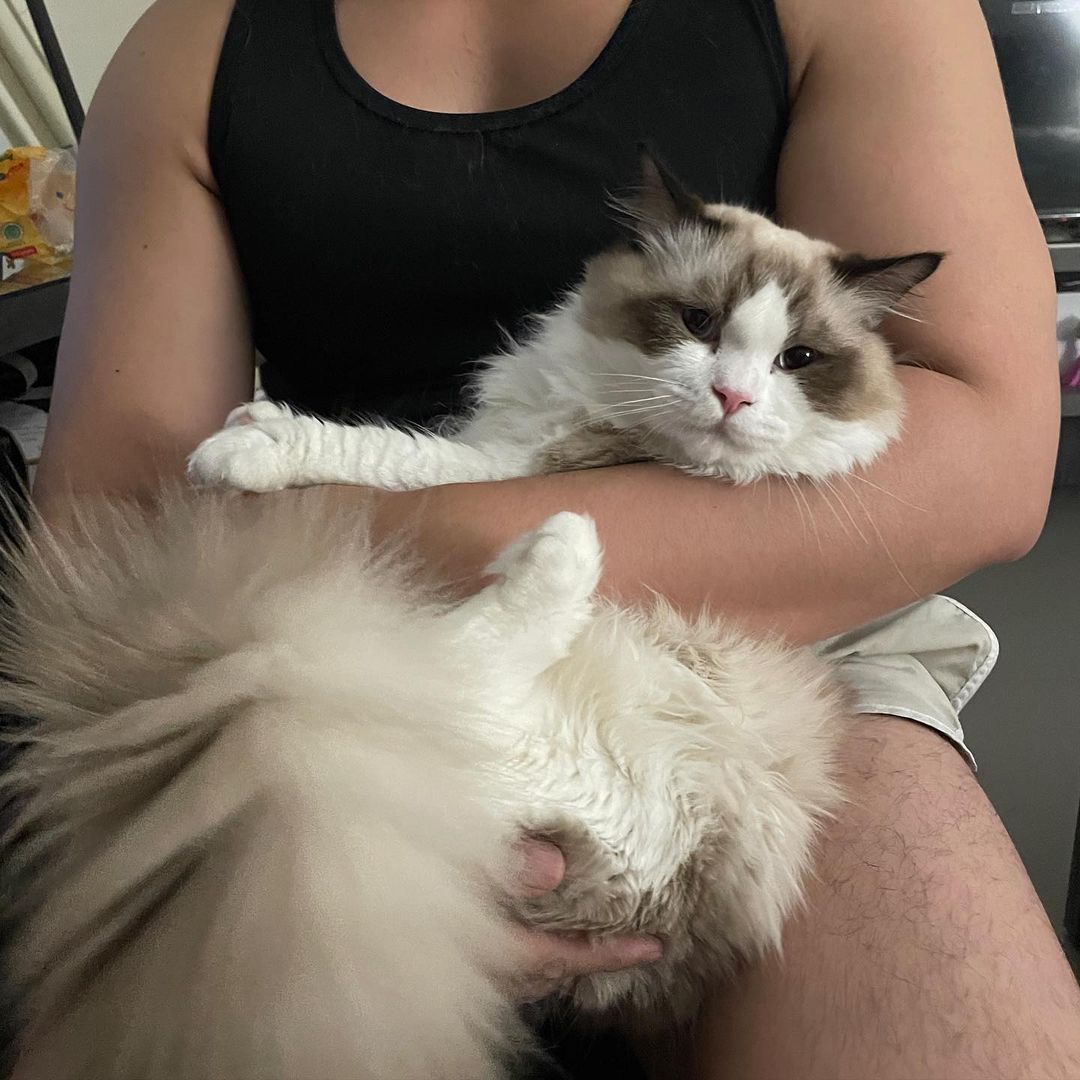 Ragdoll cats near me