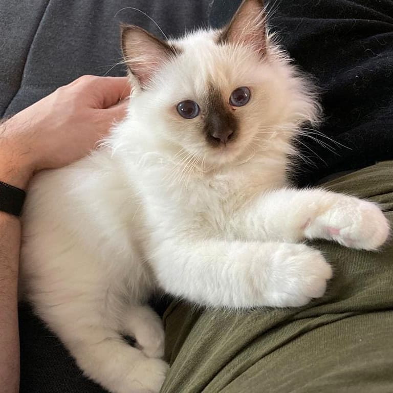 Ragdoll cats near me