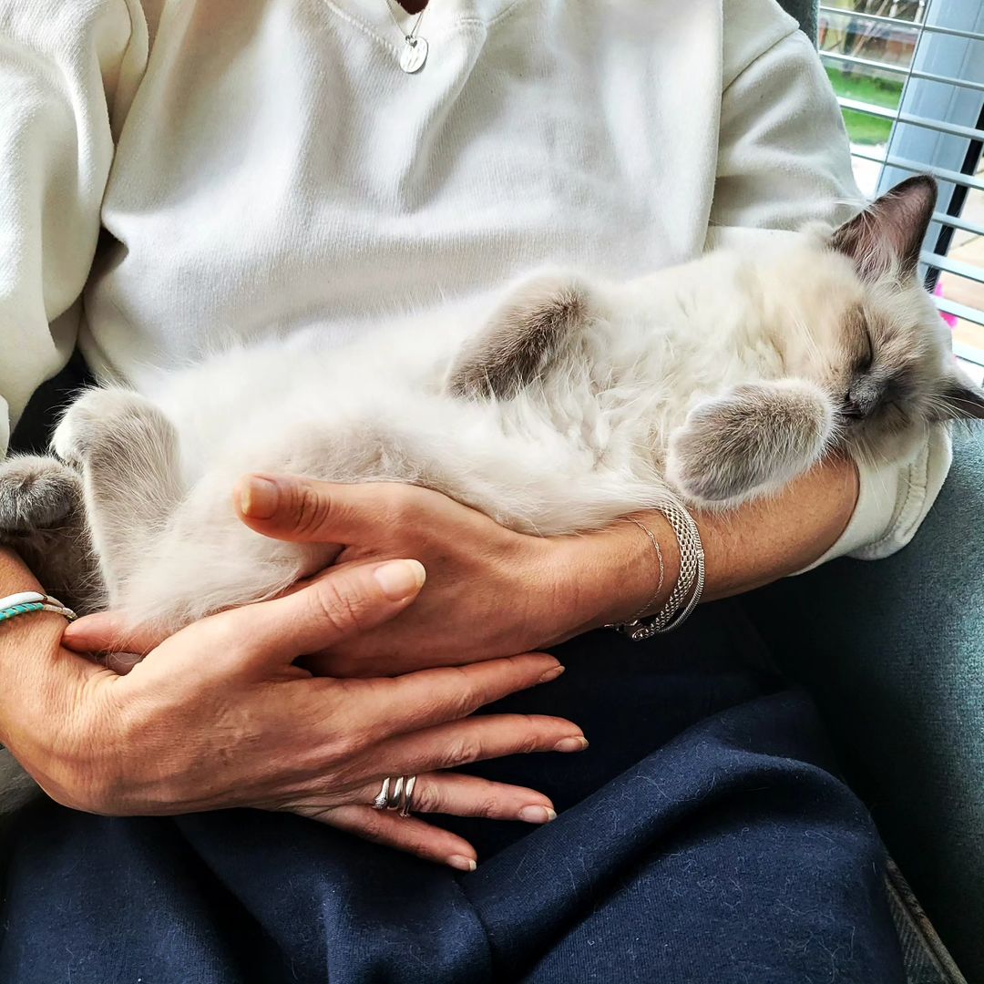 Ragdoll cats near me