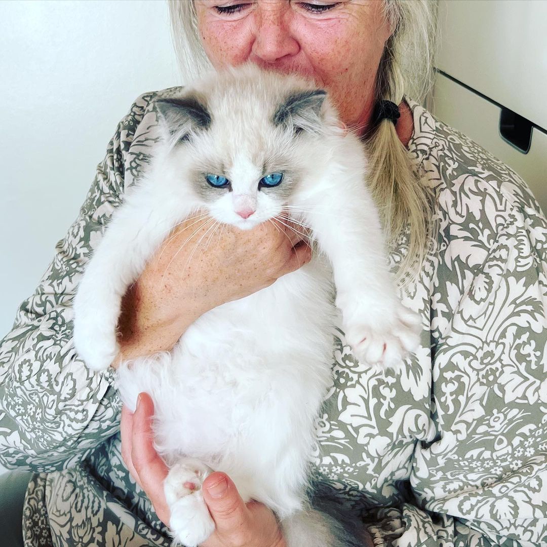 Ragdoll kittens