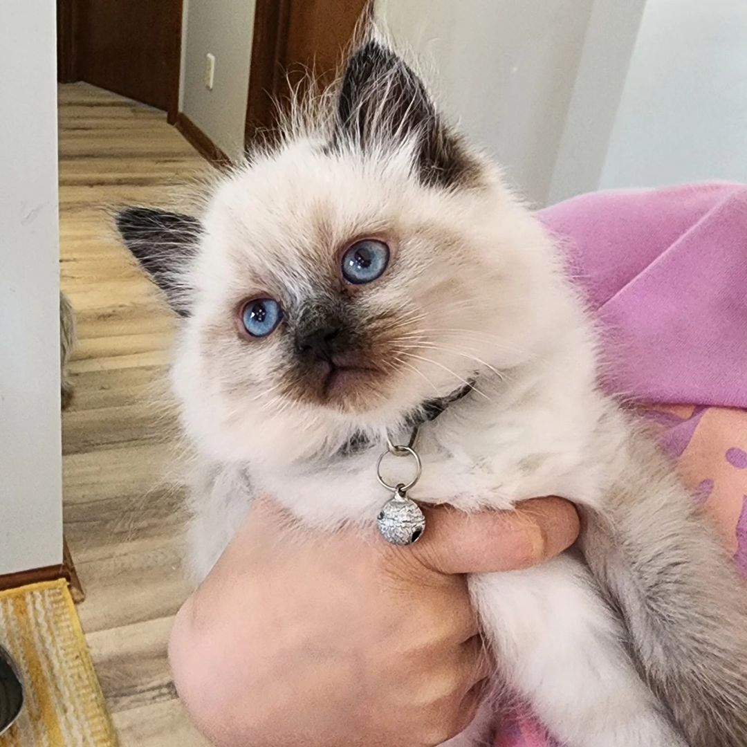 Ragdoll kittens