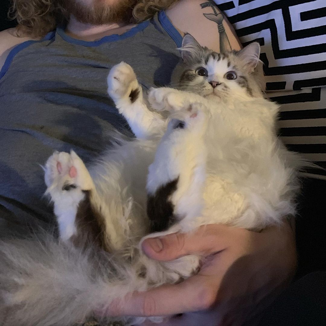 Ragdoll kittens