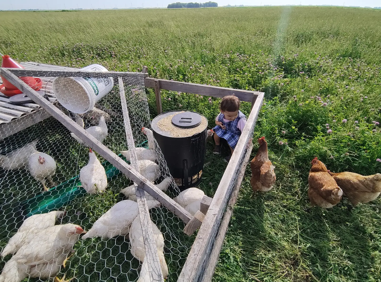 Child sitting with pastured chickens at a mobile coop on clover pasture