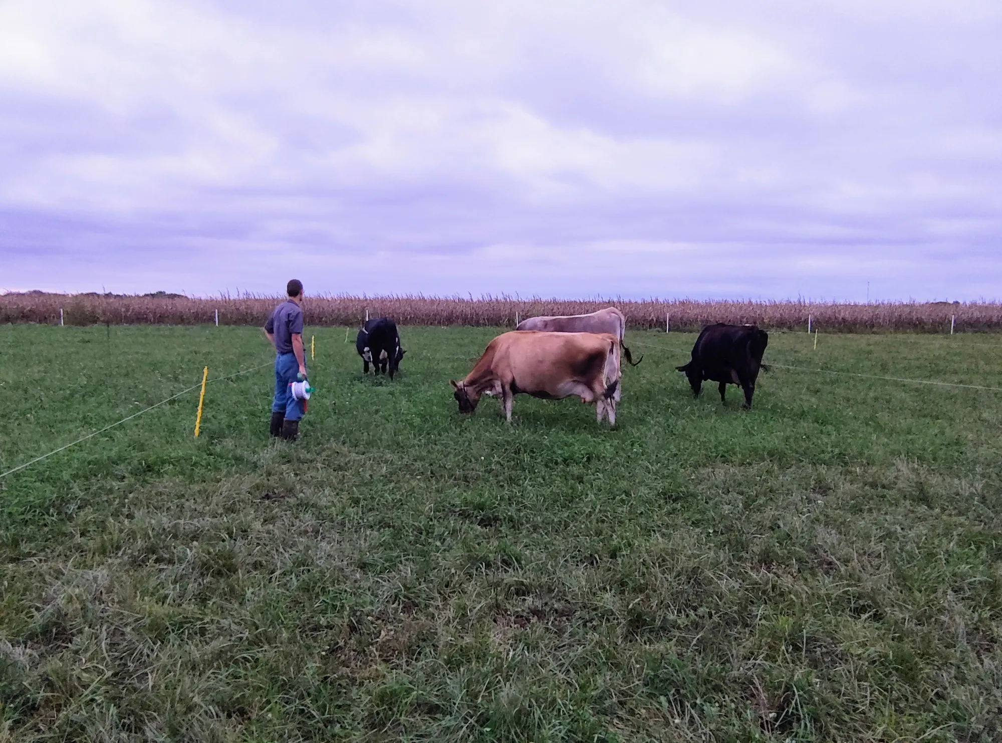 Farmer and child with the dairy herd on rotational pasture at Covenant Pastures