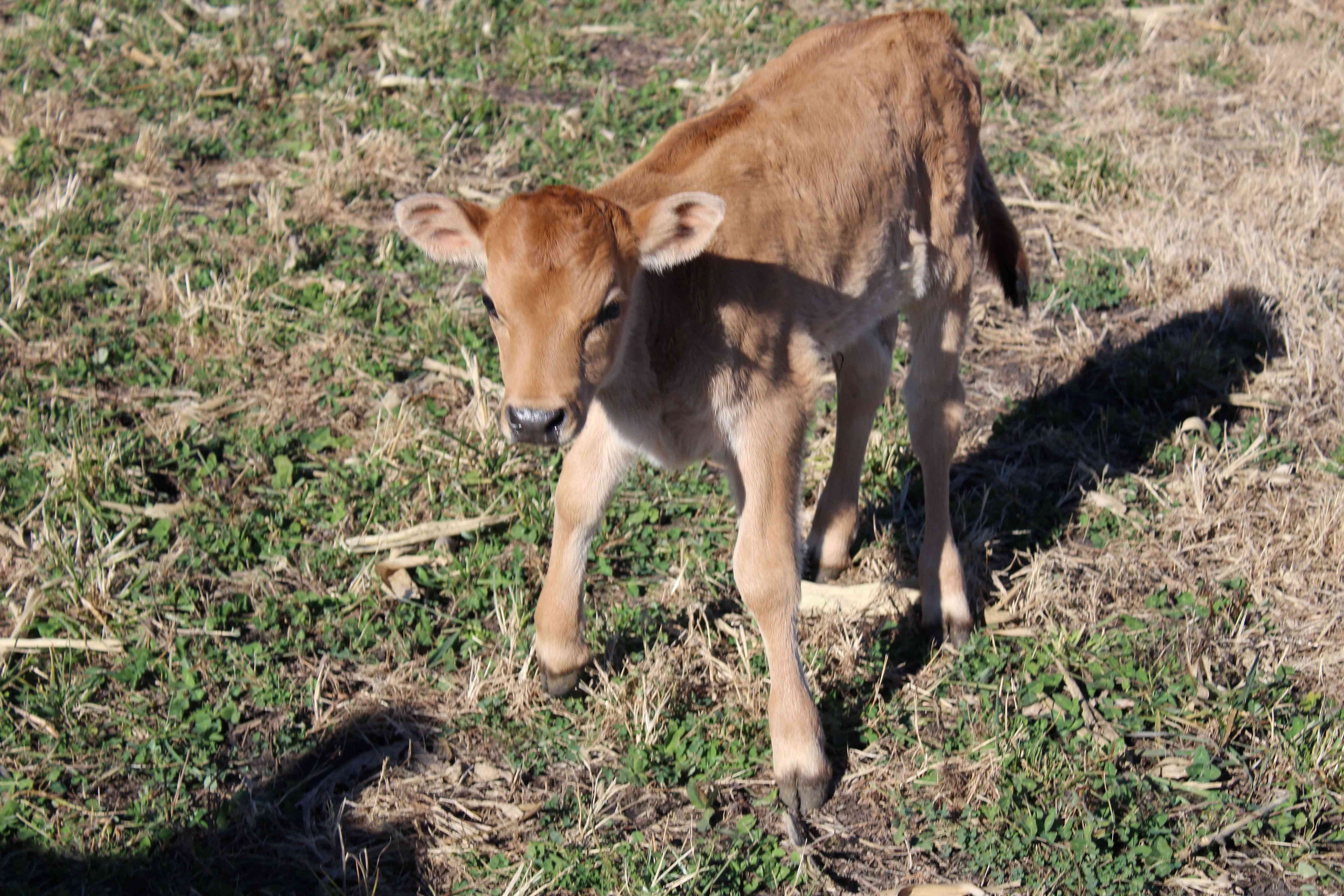New Calf: Daisy!