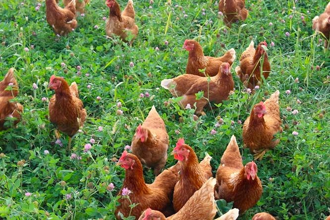 Pastured Eggs (In Winter)