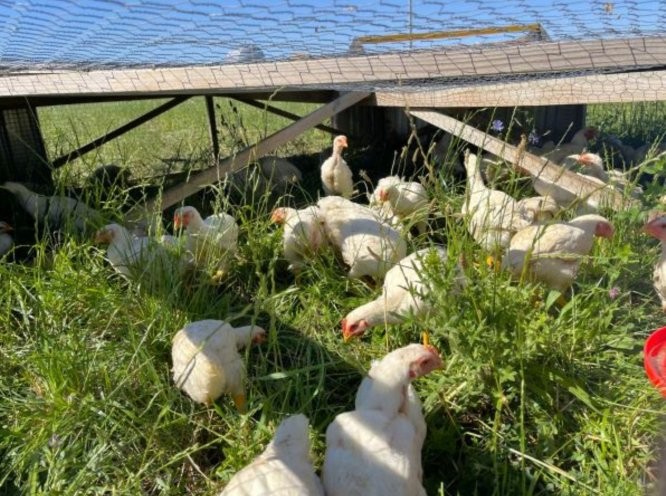 Broiler chickens on pasture in a moveable chicken tractor