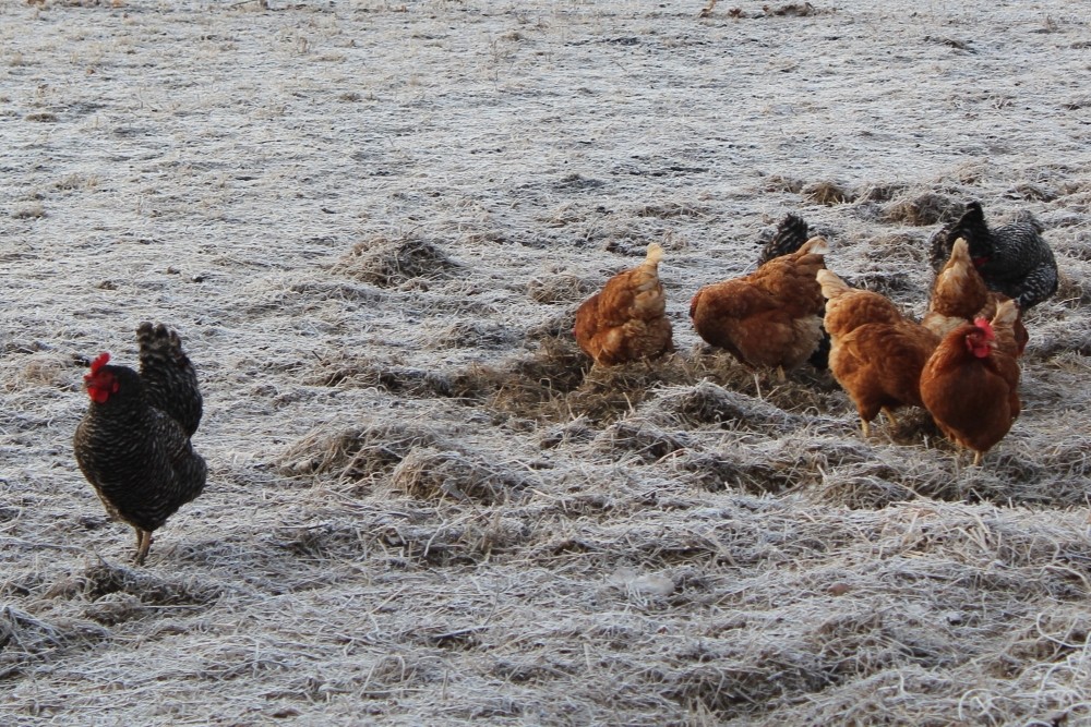 Chickens roaming the pasture outside the poly fence